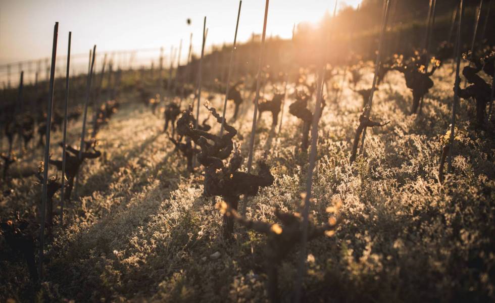 Le printemps dans le Dézaley